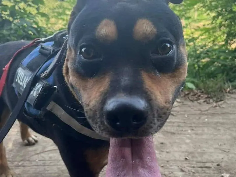 Adotta un cane, maschio, 6 anni e 8 mesi, Napoli