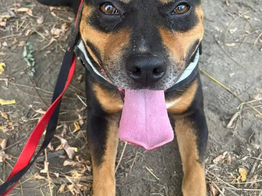 Adozione cane, maschio, meticcio, 6 anni e 8 mesi, taglia media, Napoli