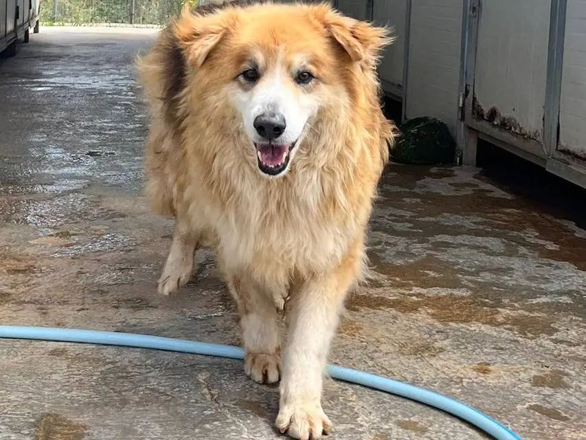 Adotta un cane, taglia media, maschio, Trapani