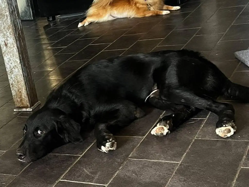 Vuoi adottare un cane a Roma?
