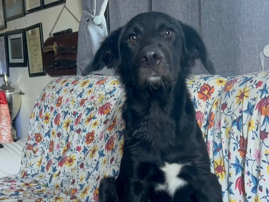 Adotta un cane, maschio, 8 mesi, Roma