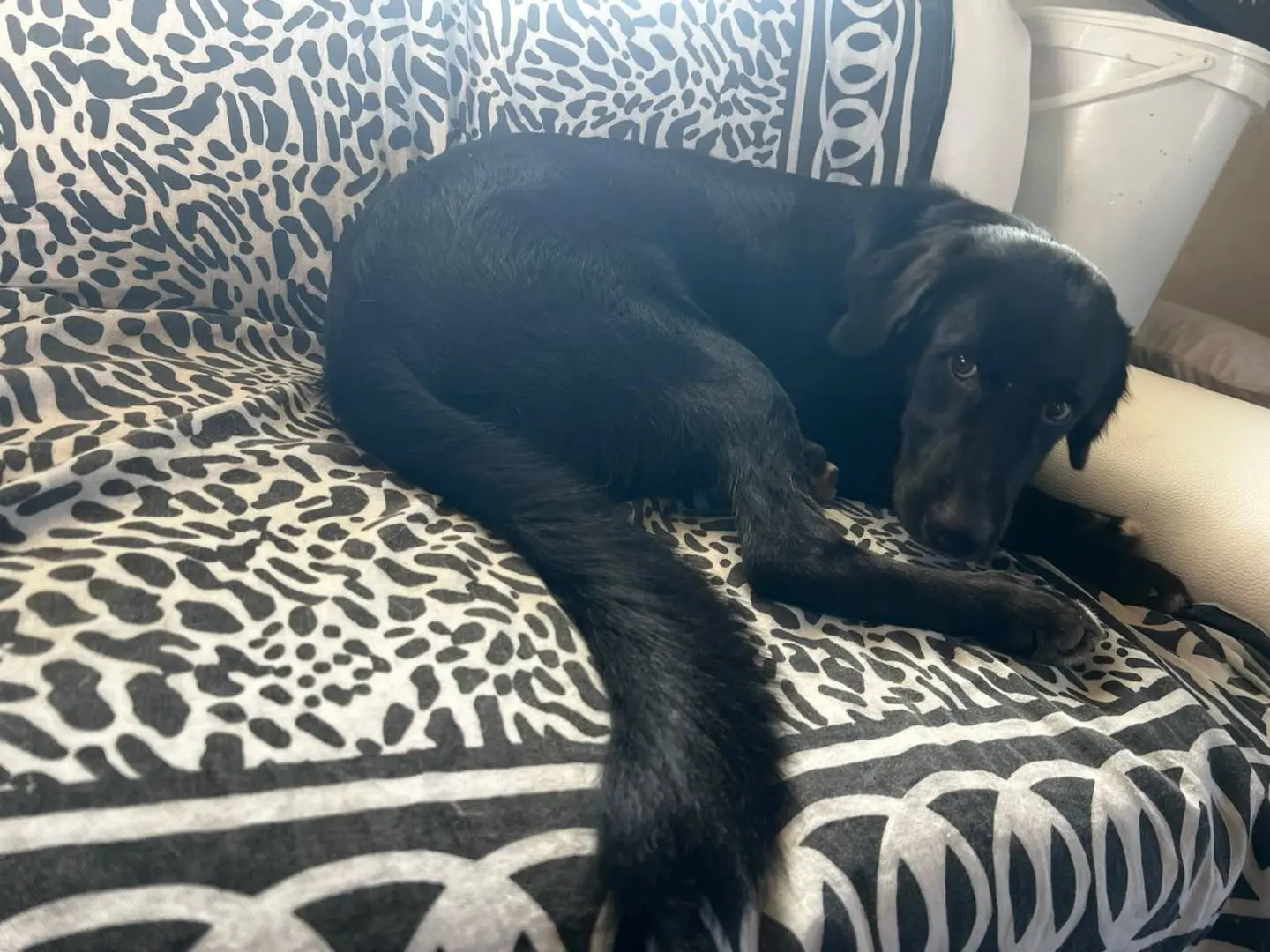 Adozione cane, maschio, Razza sconosciuta Razza sconosciuta, 8 mesi, taglia media, Roma