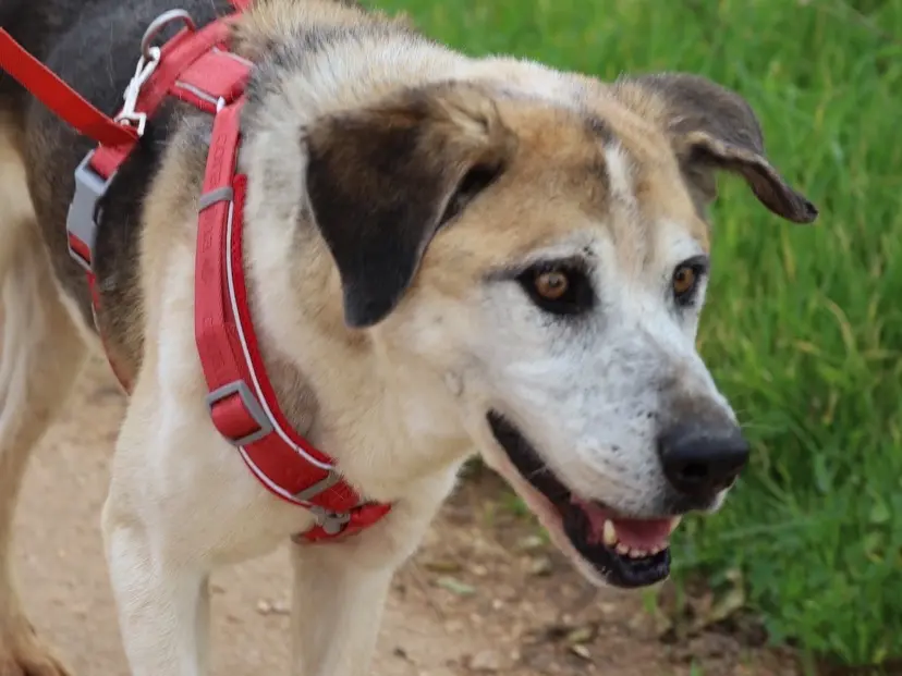 Adotta un cane, taglia media, maschio, Bari