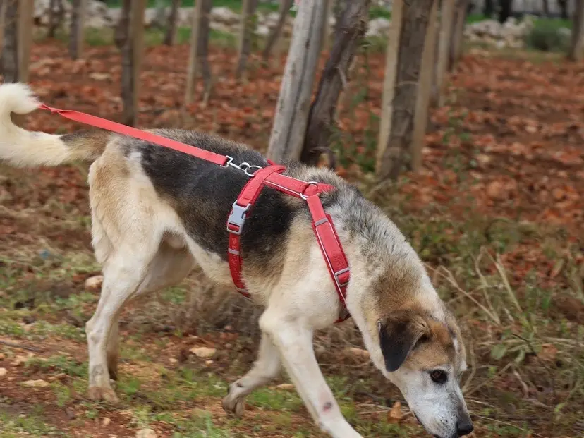 Vuoi adottare un cane a Bari?