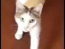 Adozione gatto, femmina, Razza sconosciuta Razza sconosciuta, 1 anno, taglia non valida, Milano