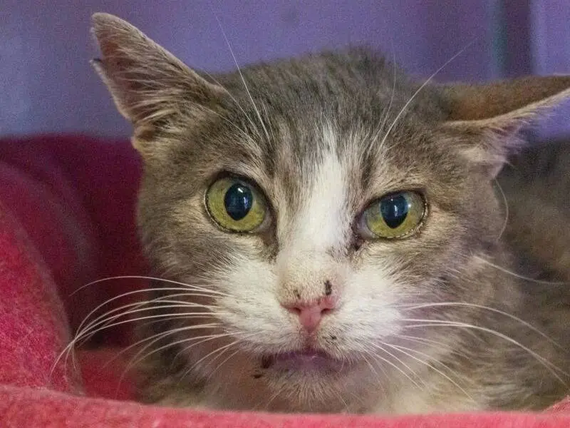 Adozione gatto, femmina, Razza sconosciuta Razza sconosciuta, 7 anni e 8 mesi, taglia non valida, Monza