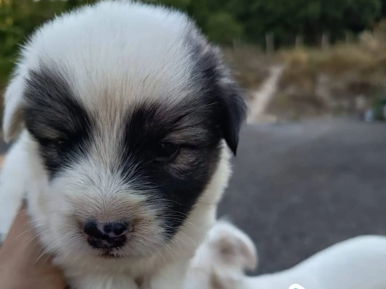 Adozione cane, maschio, Razza sconosciuta Razza sconosciuta, 2 mesi, taglia media, Catanzaro