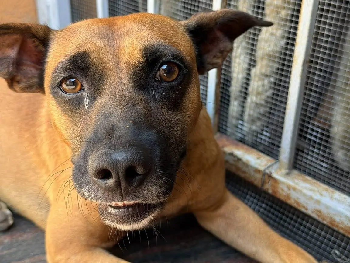 Vuoi adottare un cane a Vibo?
