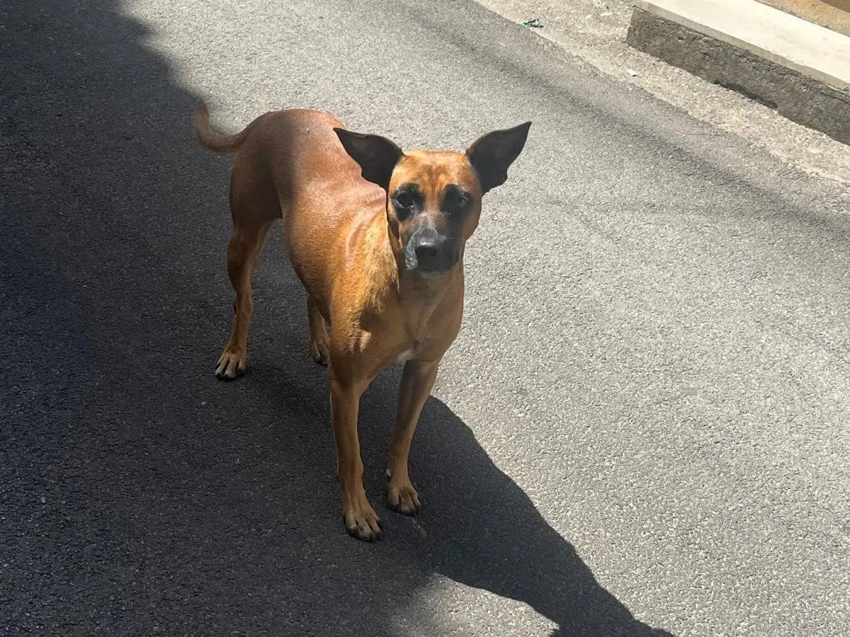 Adotta un cane, taglia media contenuta, maschio, Vibo