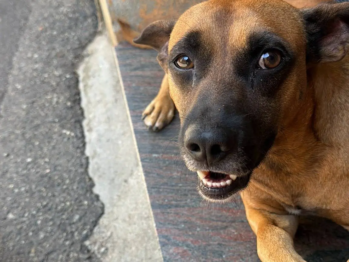 Adotta il cane COBY a Vibo