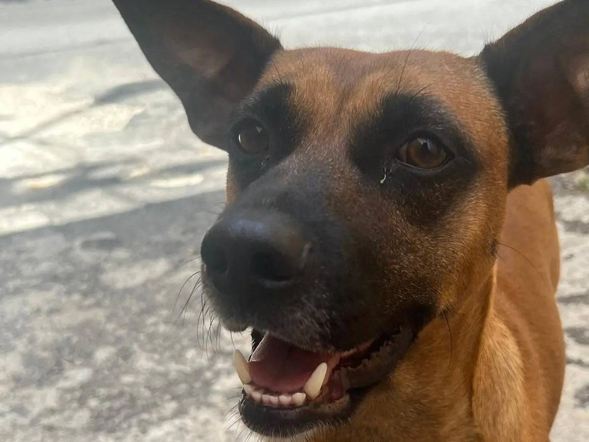 Adozione cane, maschio, Razza sconosciuta Razza sconosciuta, 2 anni e 2 mesi, taglia media contenuta, Vibo