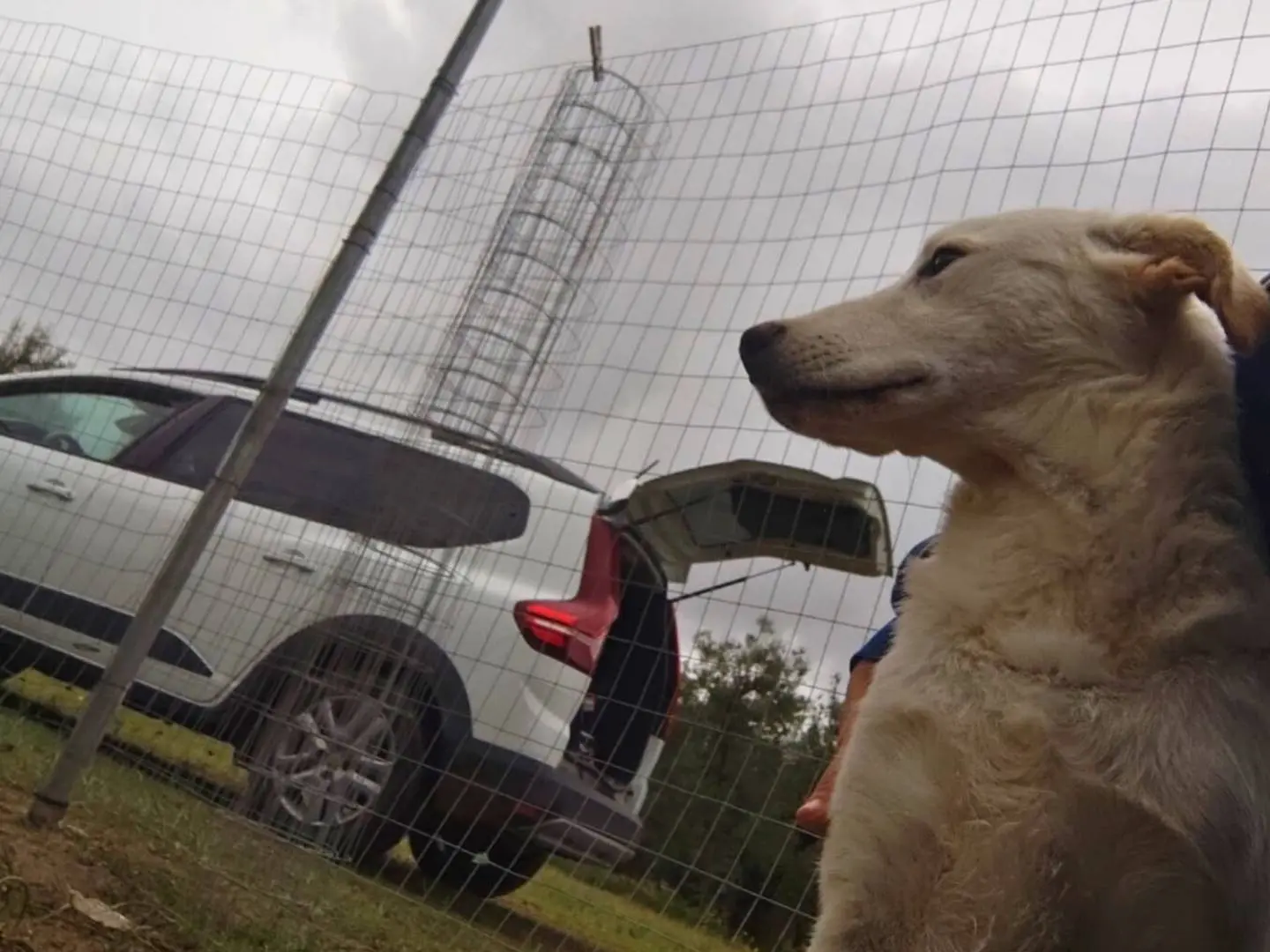 Vuoi adottare un cane a Barletta?