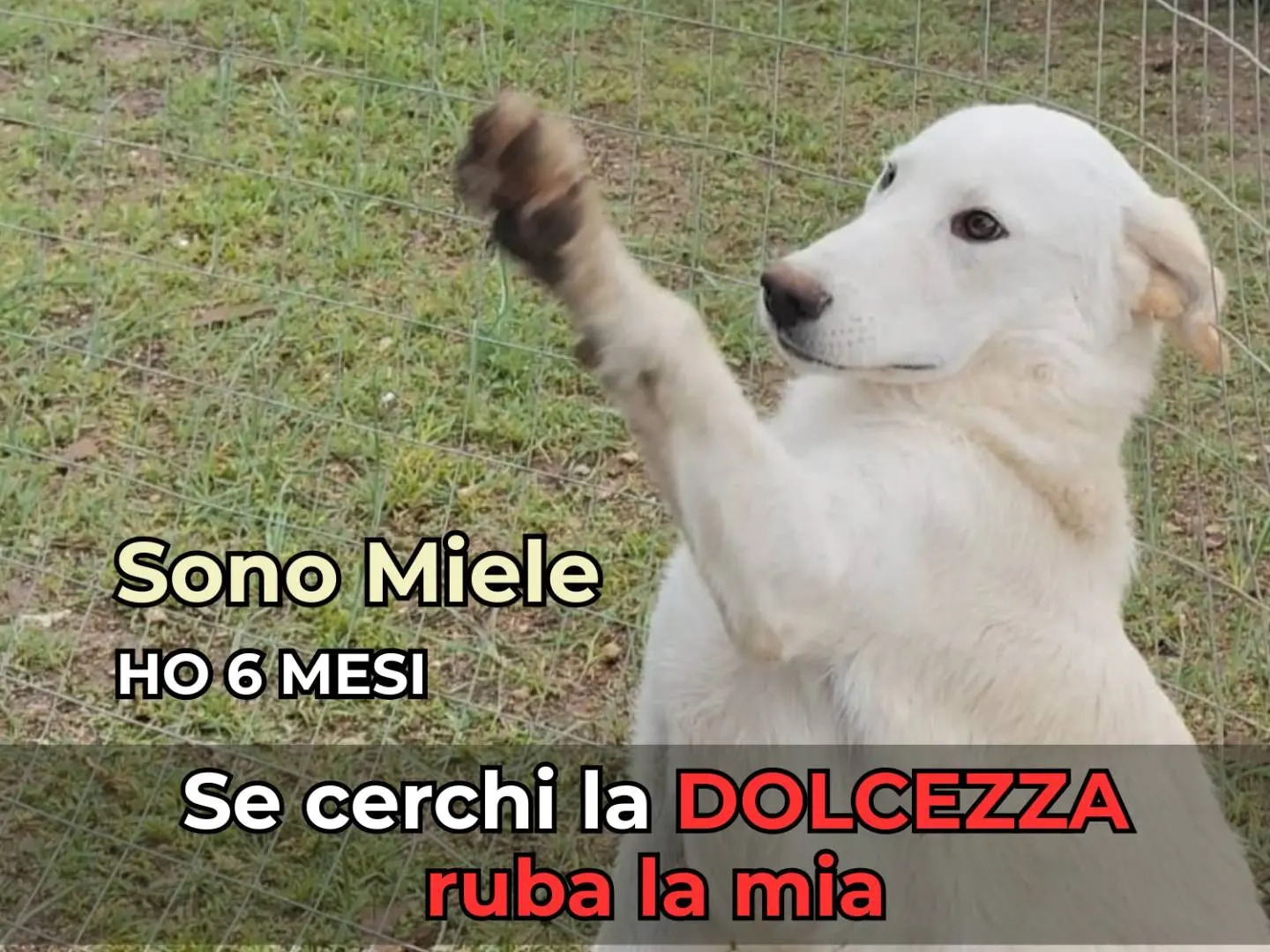 Adozione cane, maschio, Razza sconosciuta Razza sconosciuta, 1 anno e 5 mesi, taglia media, Barletta