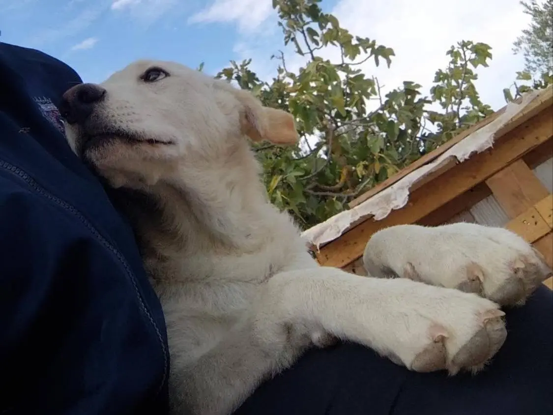 Adotta un cane, maschio, 1 anno e 5 mesi, Barletta
