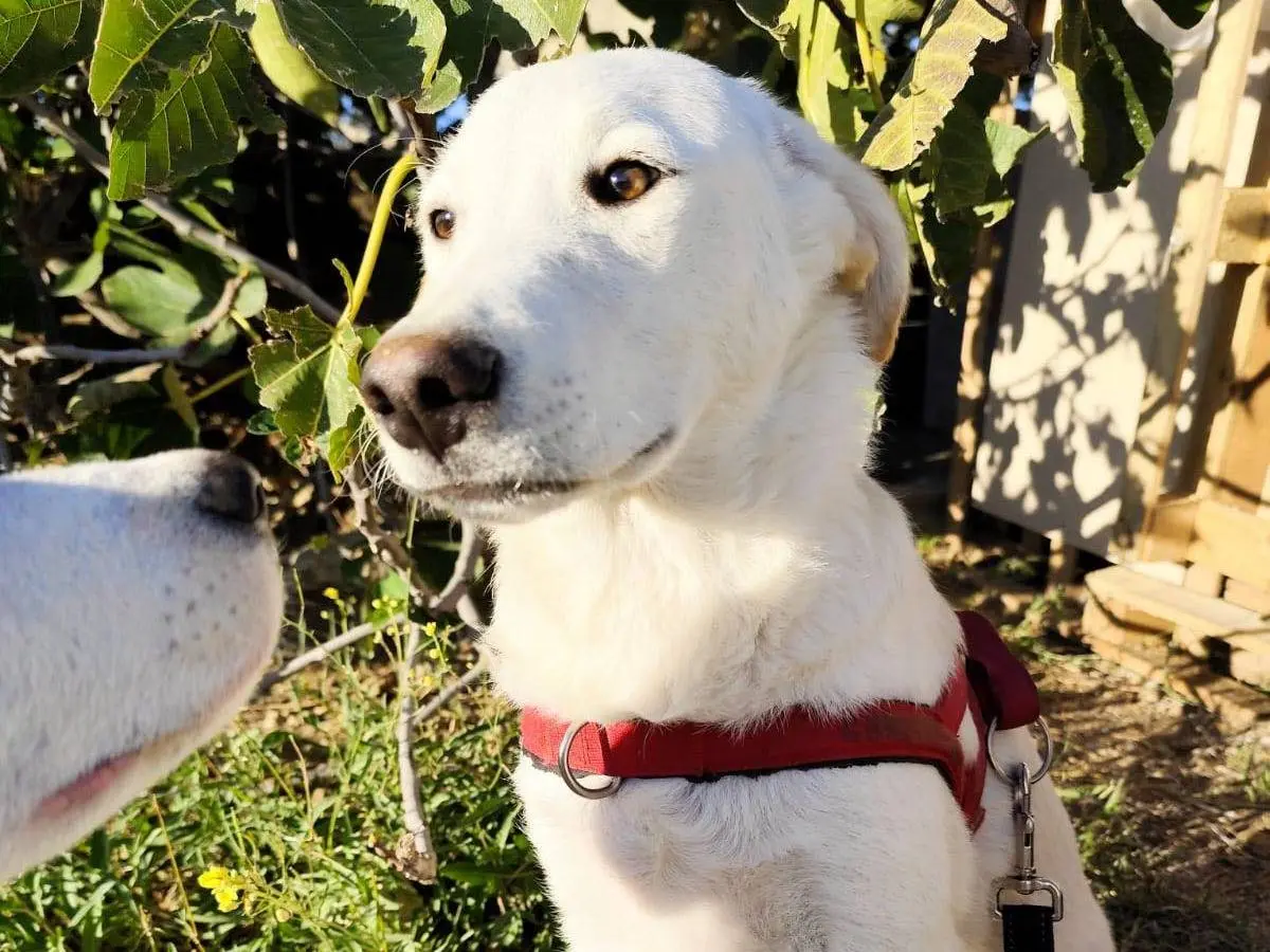 Adotta un cane, taglia media, maschio, Barletta