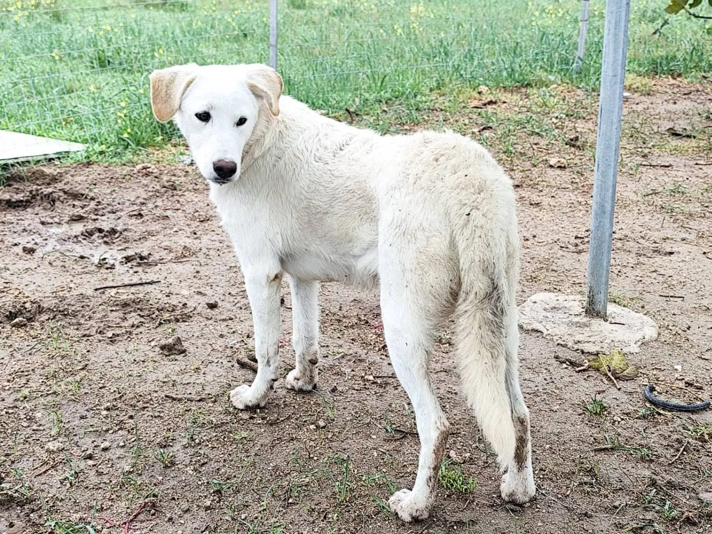 Adotta il cane Miele a Barletta