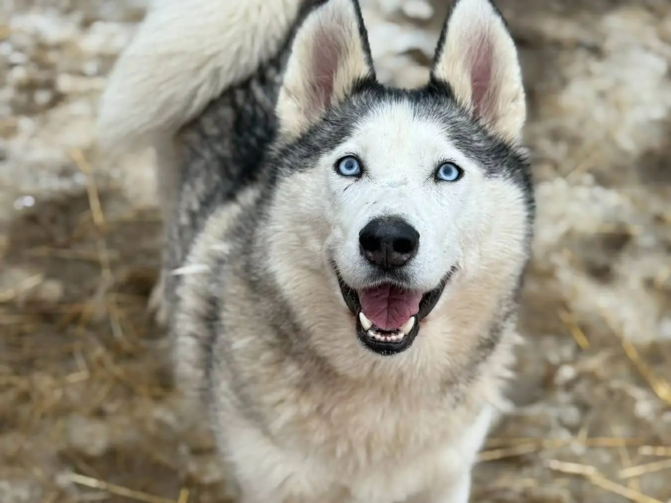 Vuoi adottare un cane a Firenze?