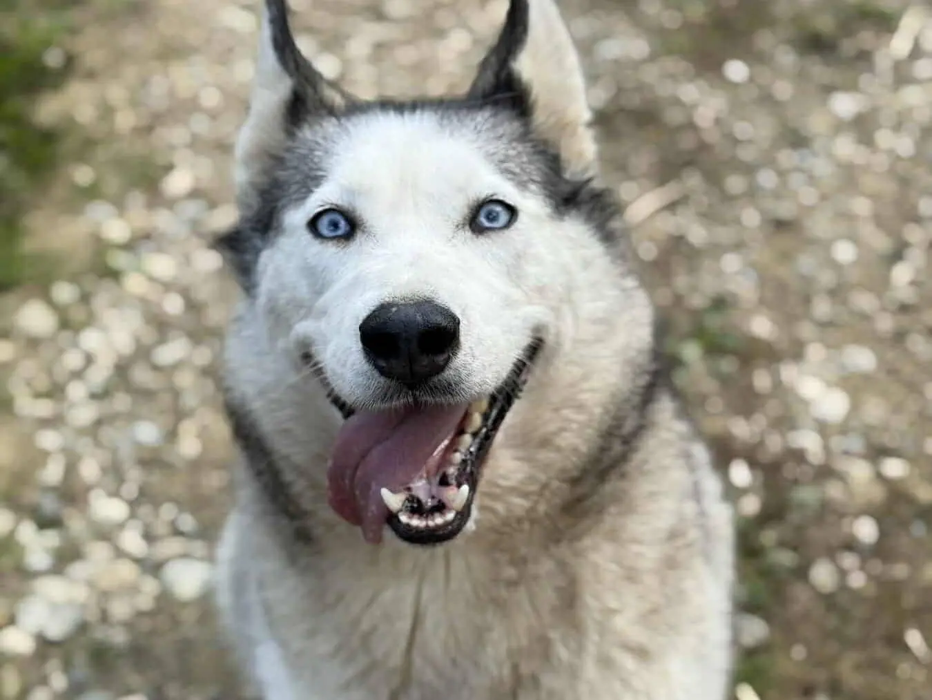 Adotta il cane CINDY a Firenze