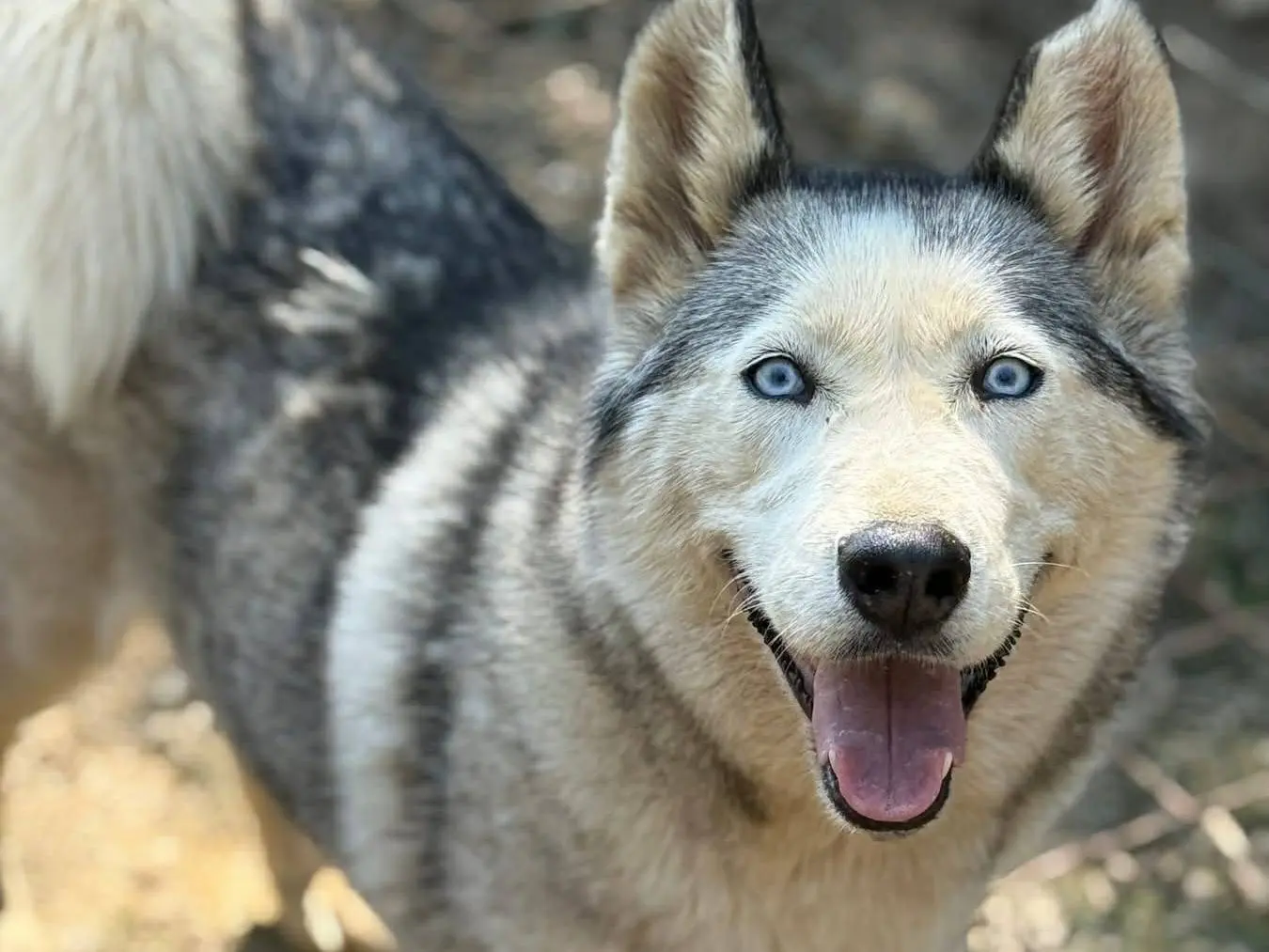 Adozione cane, femmina, Siberian Husky Razza sconosciuta, 4 anni e 8 mesi, taglia media, Firenze