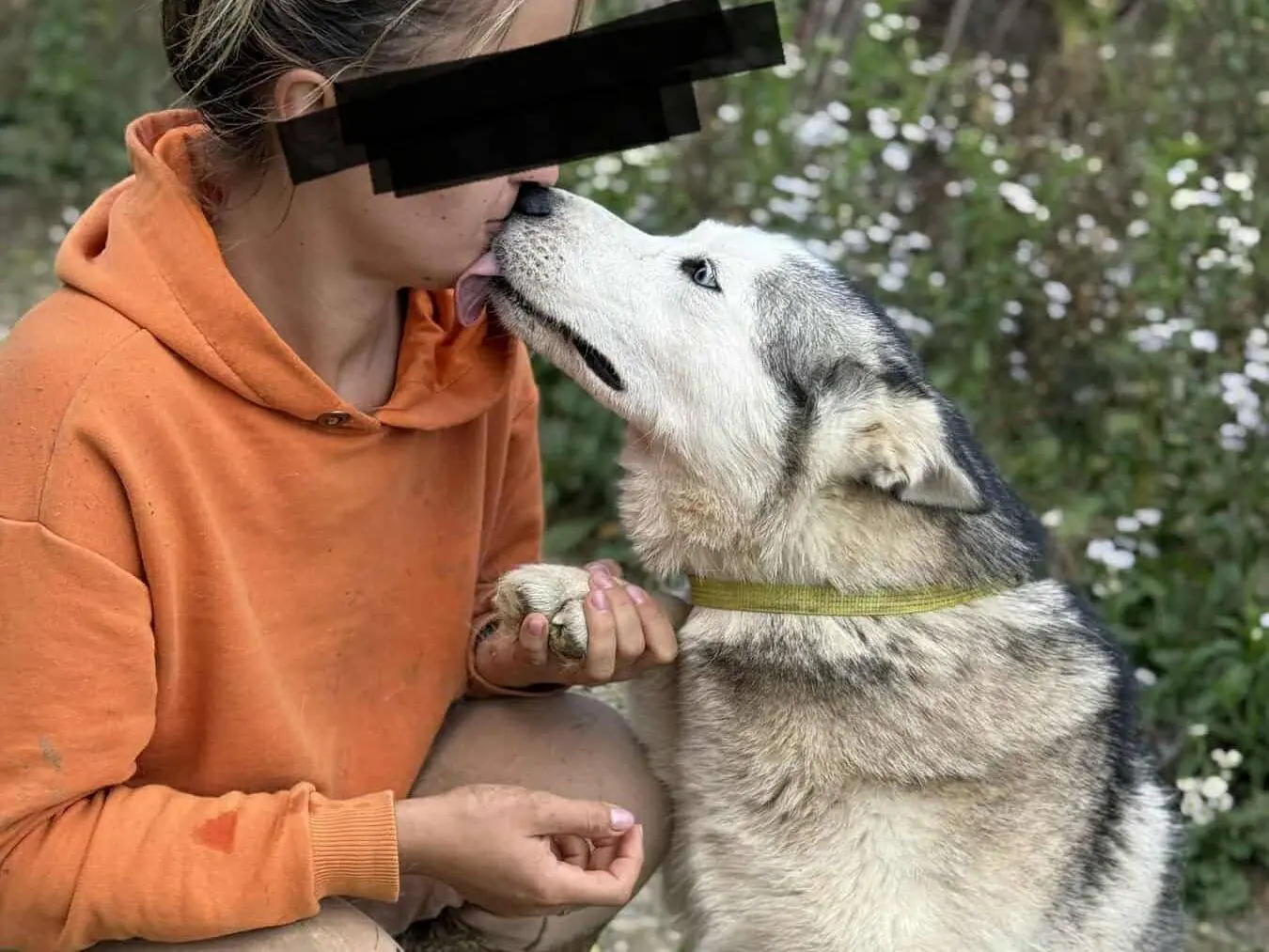 Adotta un cane, taglia media, femmina, Firenze