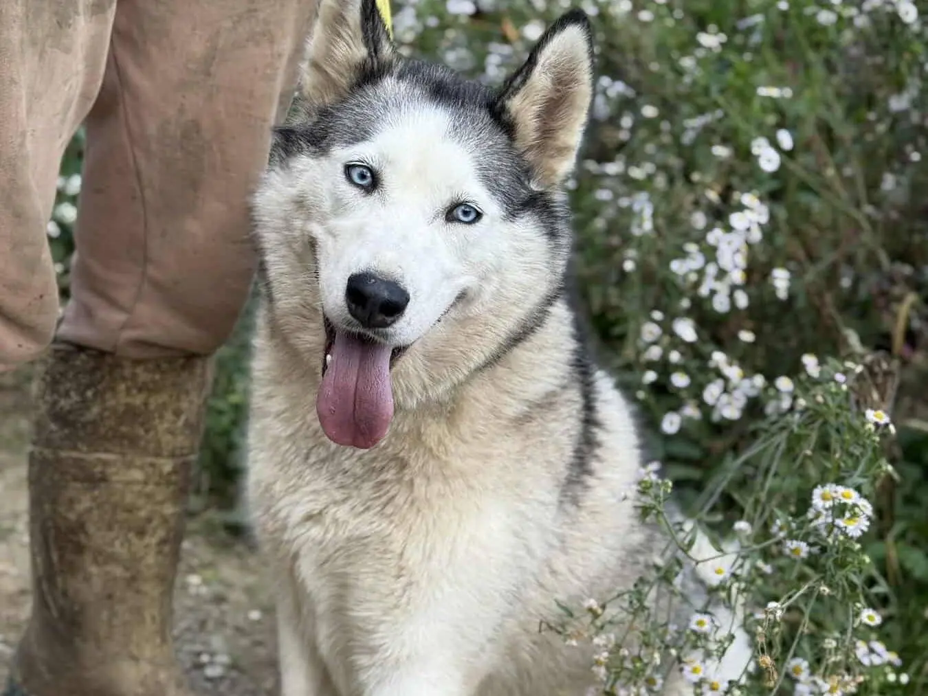 Adotta un cane, femmina, 4 anni e 8 mesi, Firenze