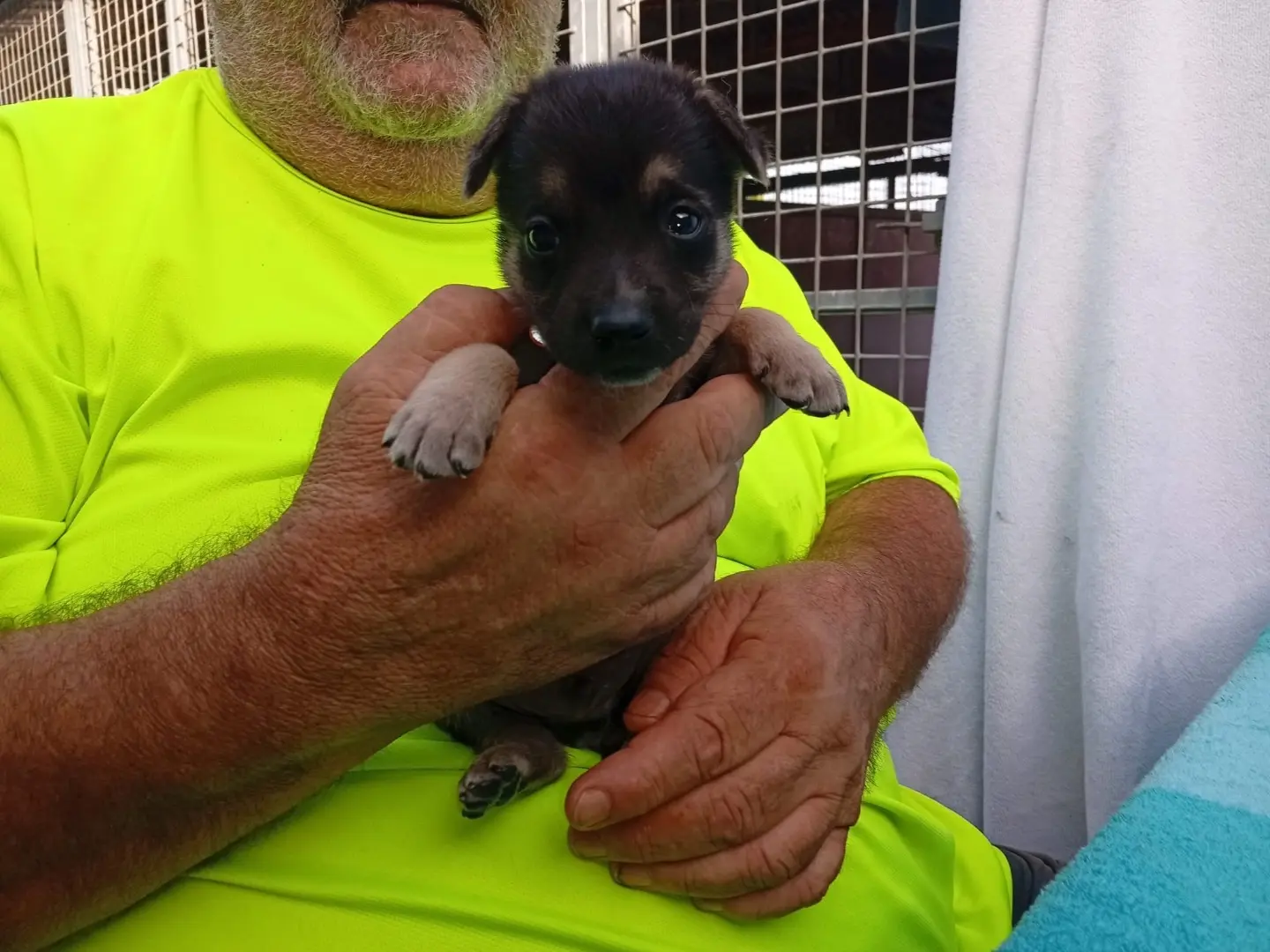 Adotta un cane, taglia grande, maschio, Crotone
