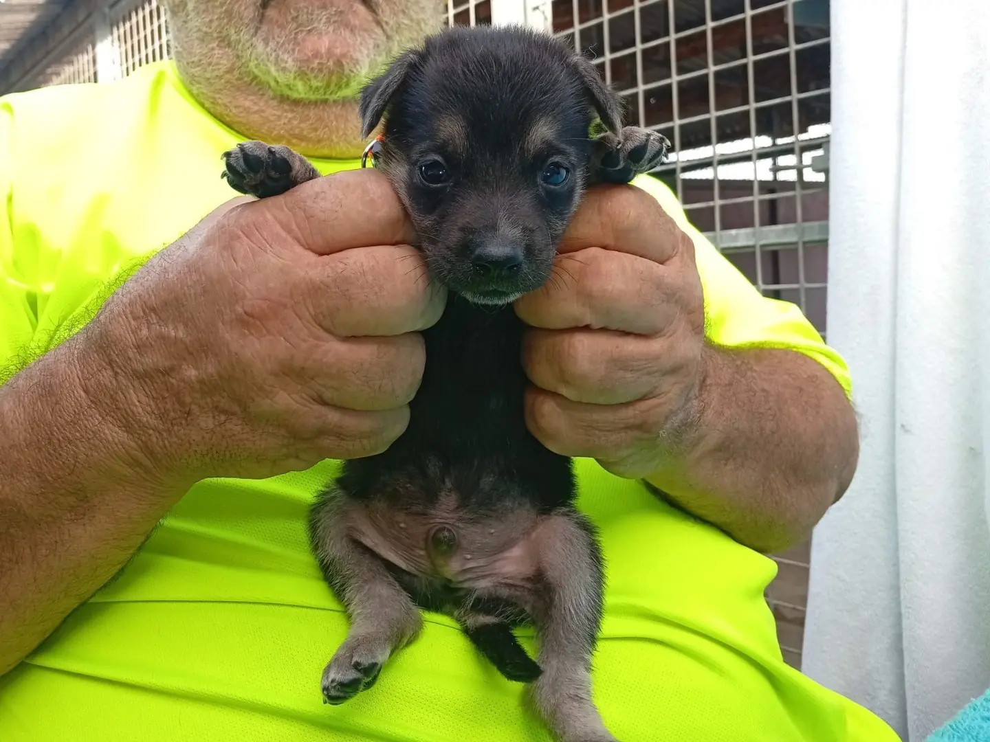 Adozione cane, maschio, Razza sconosciuta Razza sconosciuta, 3 mesi, taglia grande, Crotone