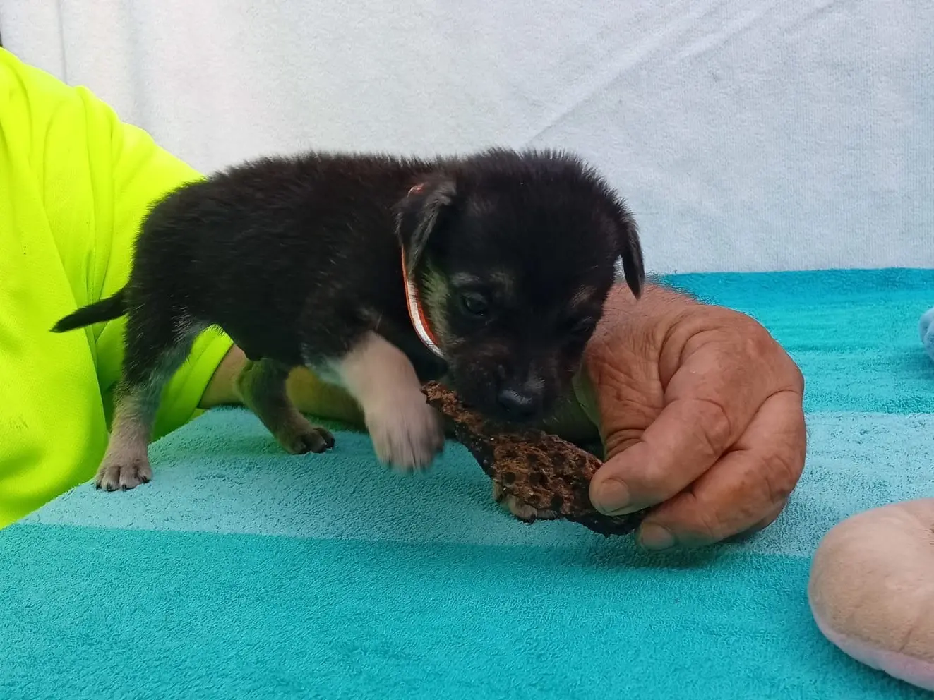 Adotta un cane, maschio, 3 mesi, Crotone