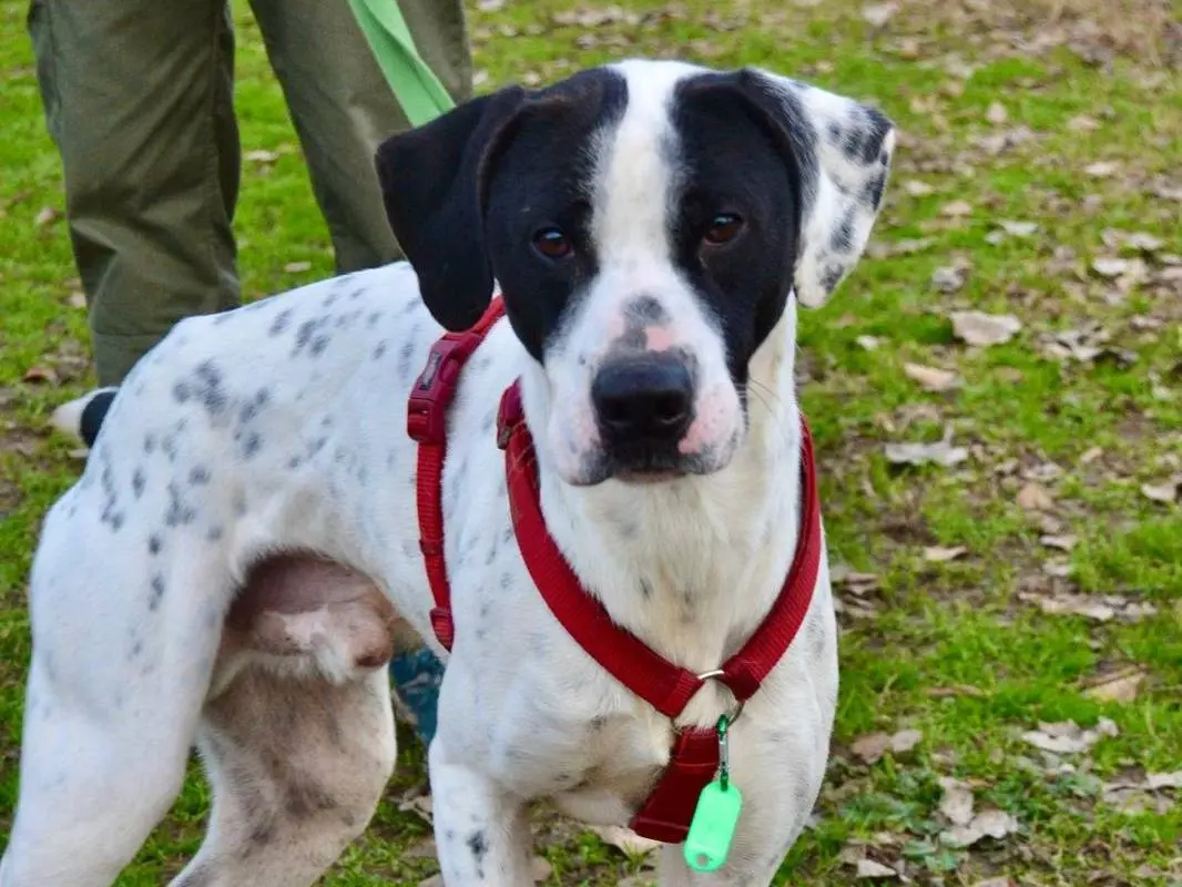 Vuoi adottare un cane a Milano?