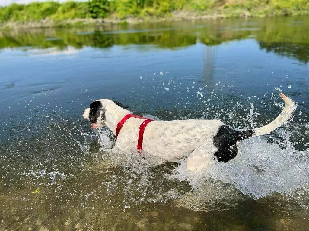 Adotta un cane, taglia grande, maschio, Milano