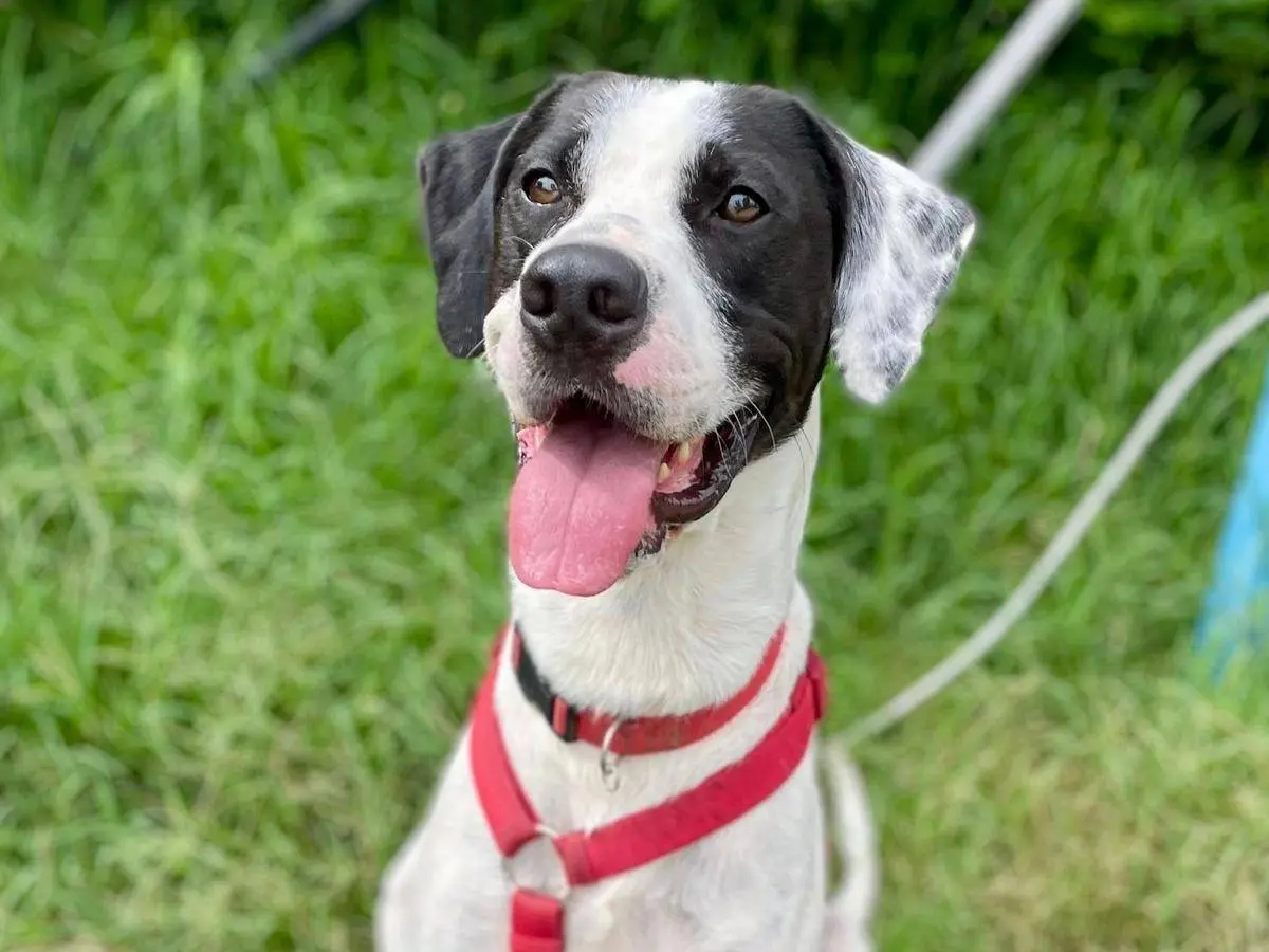 Adozione cane, maschio, Razza sconosciuta Razza sconosciuta, 6 anni, taglia grande, Milano