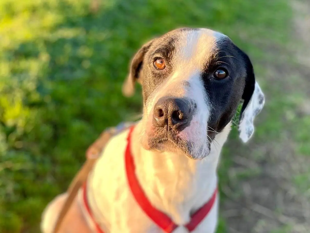 Adotta un cane, maschio, 6 anni, Milano