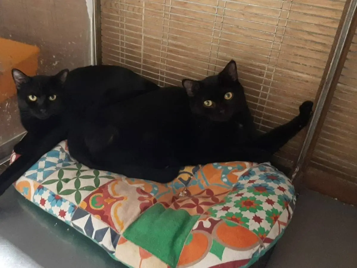 Adozione gatto, femmina, meticcio, 3 anni e 6 mesi, taglia non valida, Milano