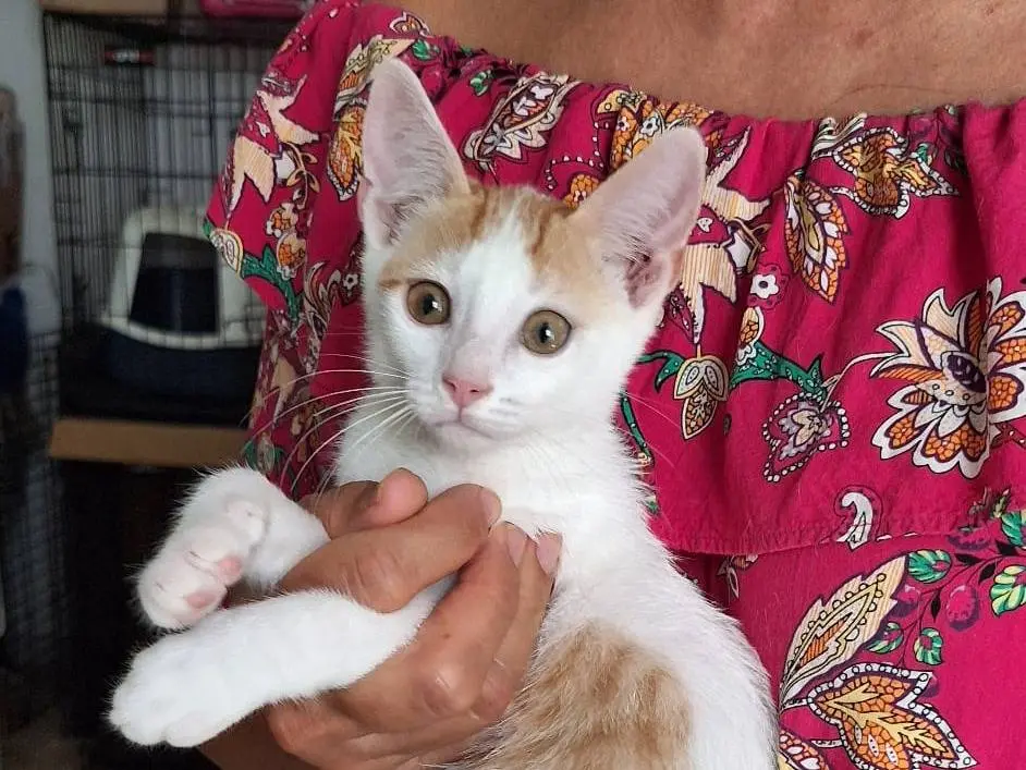 Adotta un gatto, maschio, 4 mesi, Milano
