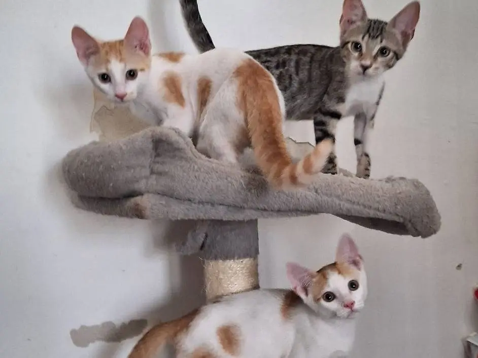 Vuoi adottare un gatto a Milano?