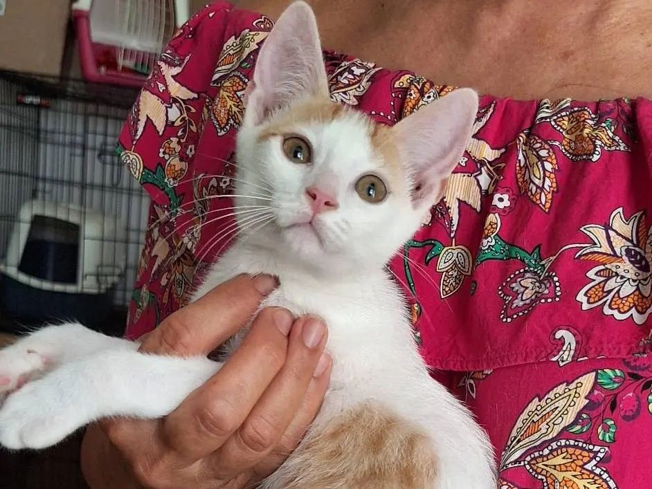 Adotta un gatto, taglia non valida, maschio, Milano