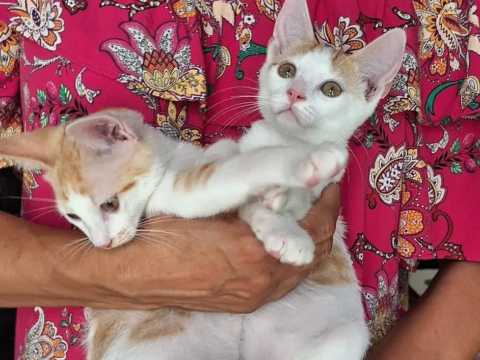 Adotta il gatto CONNOR e GREG a Milano