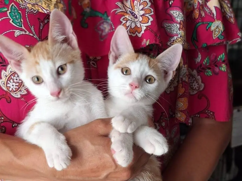 Adozione gatto, maschio, Razza sconosciuta Razza sconosciuta, 4 mesi, taglia non valida, Milano