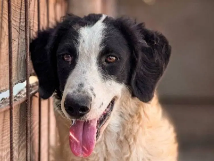 Adotta un cane, femmina, 2 anni e 10 mesi, Crotone