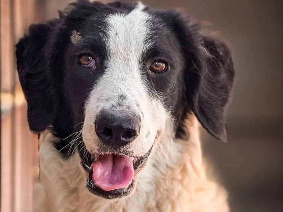 Adozione cane, femmina, Razza sconosciuta Razza sconosciuta, 2 anni e 10 mesi, taglia media, Crotone