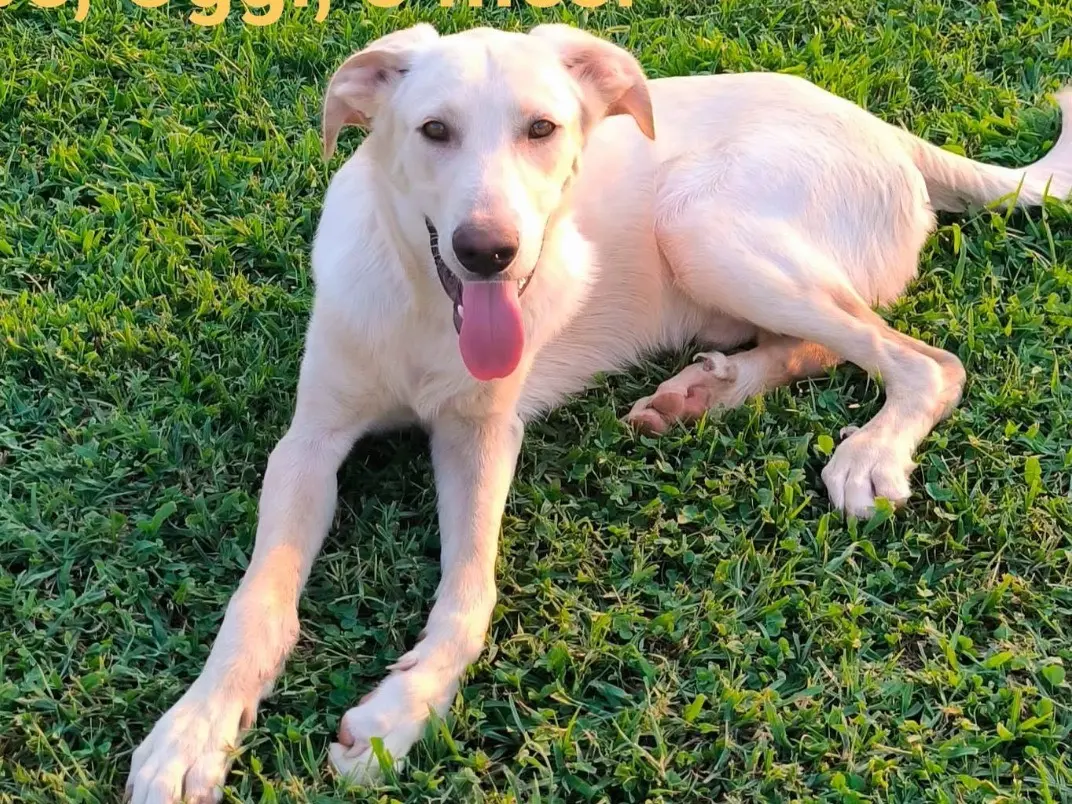 Adozione cane, maschio, Razza sconosciuta Razza sconosciuta, 1 anno e 9 mesi, taglia media, Cosenza