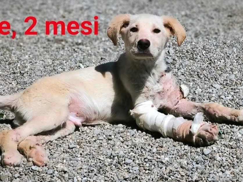 Adotta un cane, maschio, 1 anno e 9 mesi, Cosenza