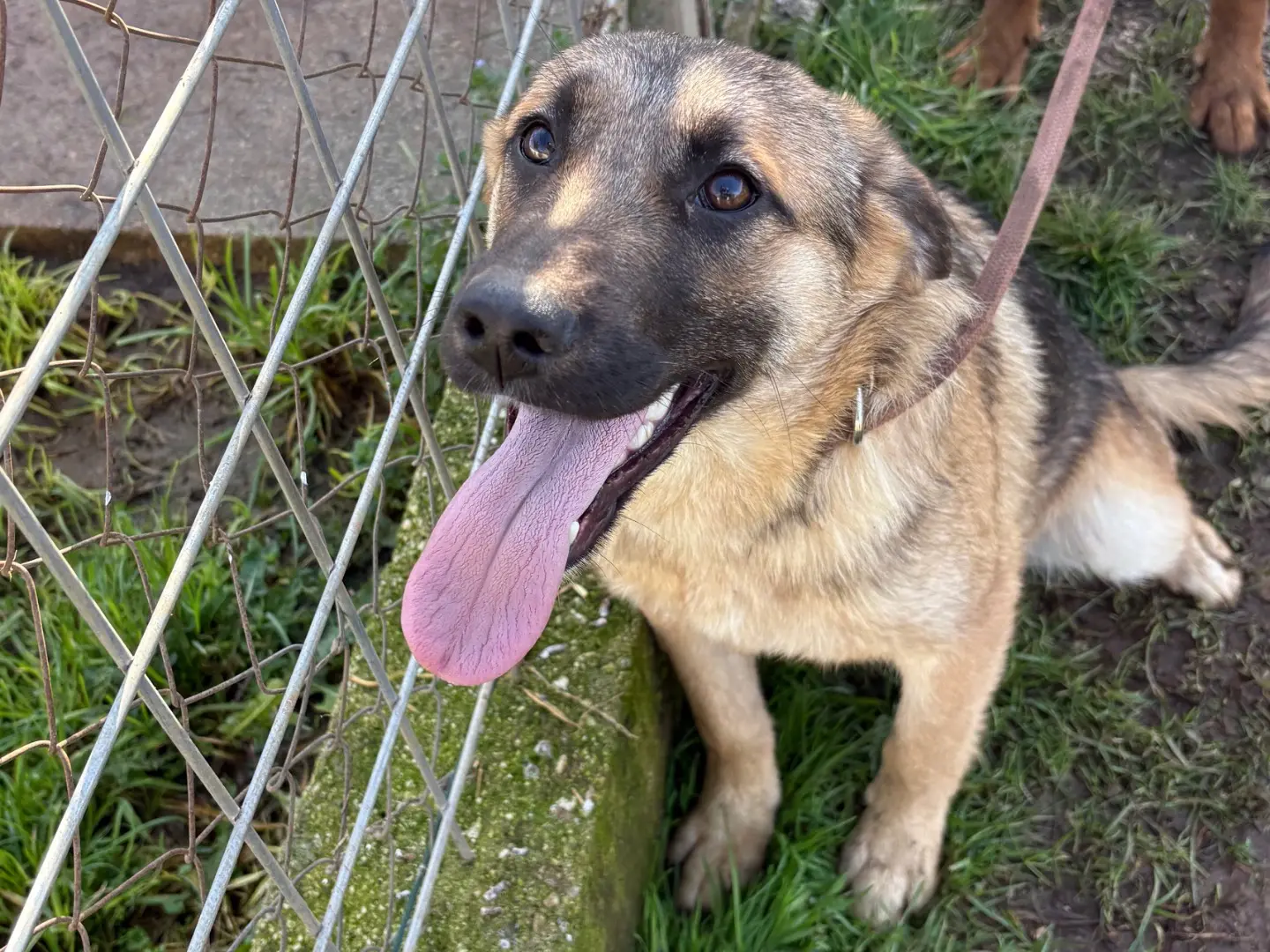 Adotta il cane Randy  a Frosinone