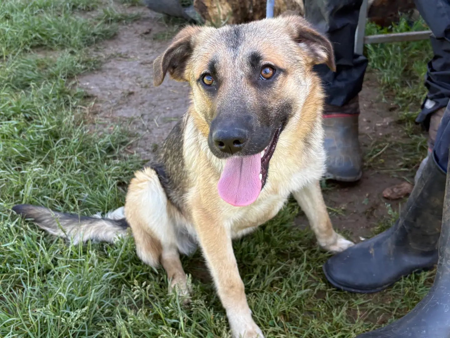 Adotta un cane, taglia media, maschio, Frosinone
