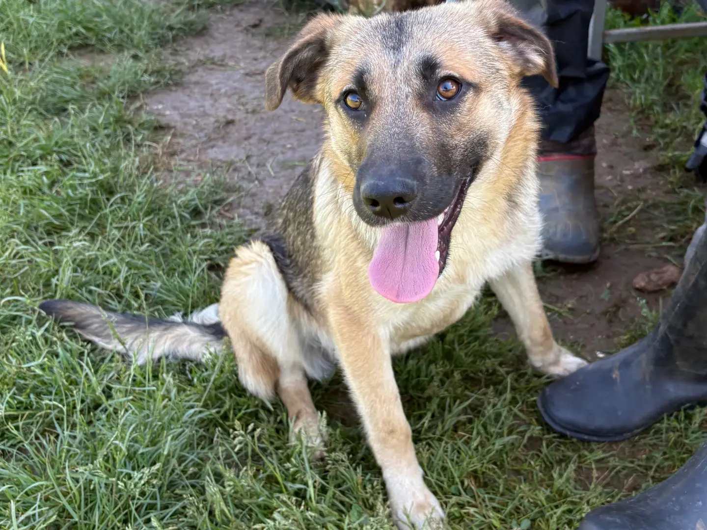 Adozione cane, maschio, Pastore tedesco Razza sconosciuta, 1 anno, taglia media, Frosinone