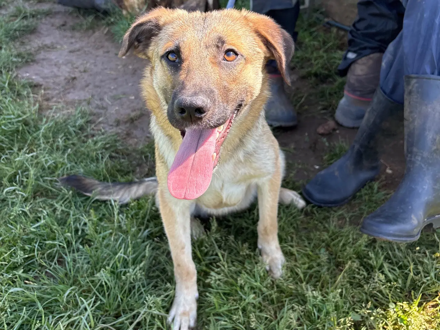 Adotta un cane, maschio, 1 anno, Frosinone