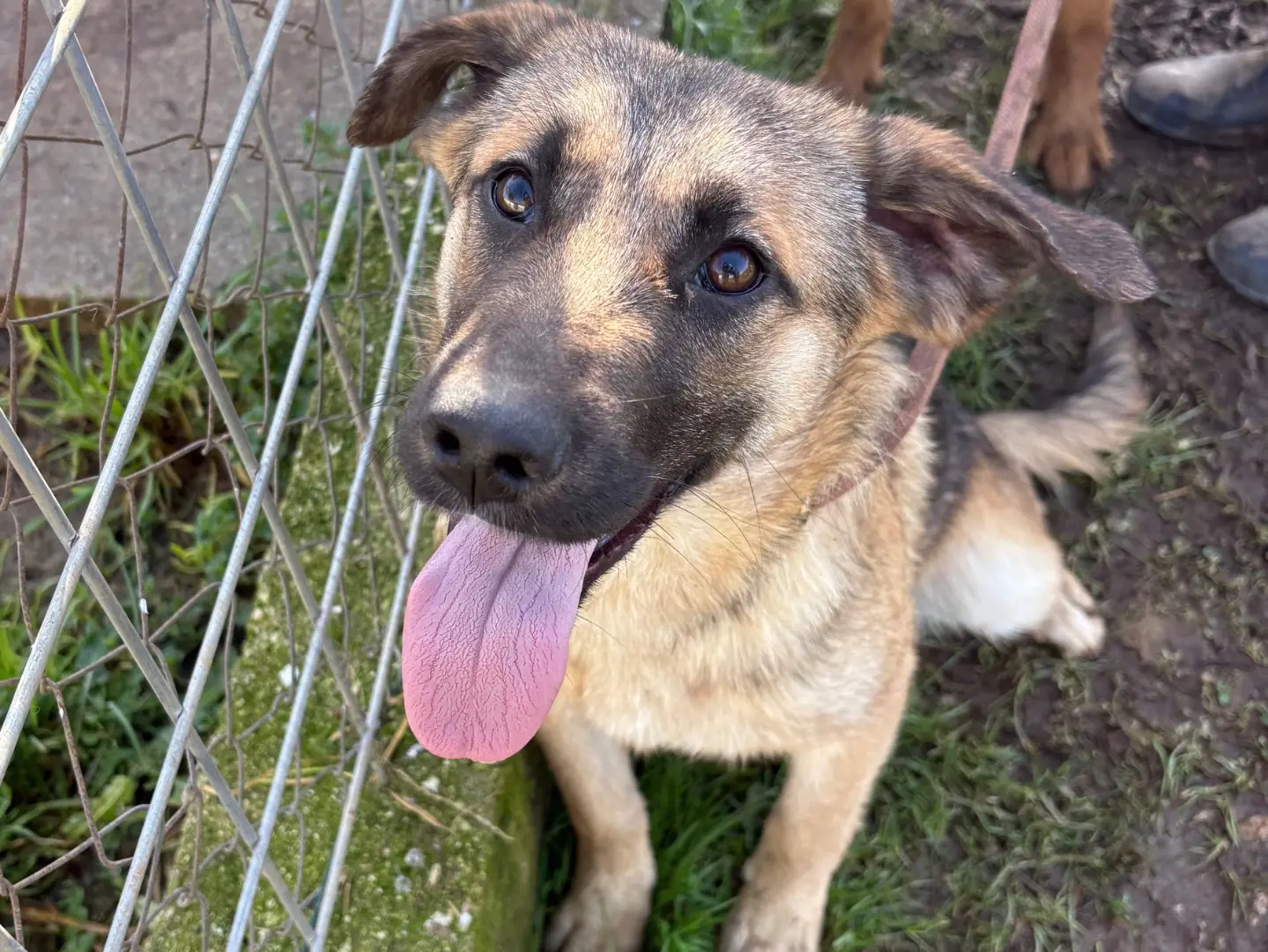 Vuoi adottare un cane a Frosinone?