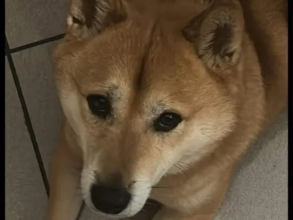 Adozione cane, maschio, Shiba Razza sconosciuta, 6 anni e 11 mesi, taglia media, Verona
