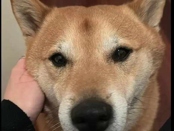 Adotta un cane, maschio, 6 anni e 11 mesi, Verona