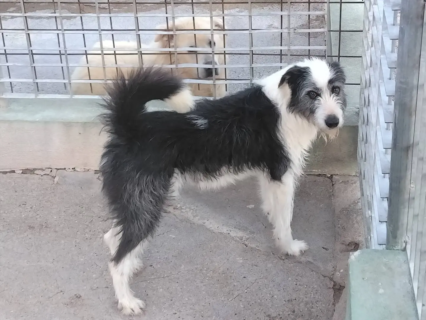 Adozione cane, maschio, Razza sconosciuta Razza sconosciuta, 2 anni e 1 mese, taglia media, Benevento